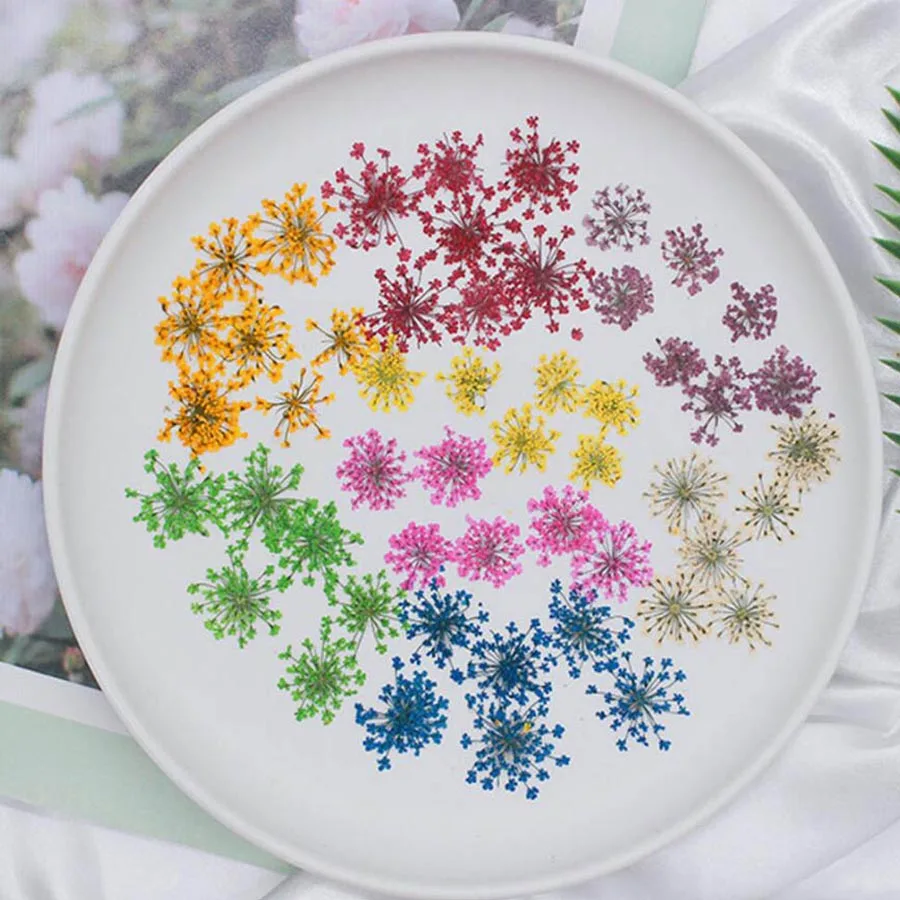 60pcs Pressed Dried 20-25mm Am - Dried Flower Bookmark ulasan dan harga