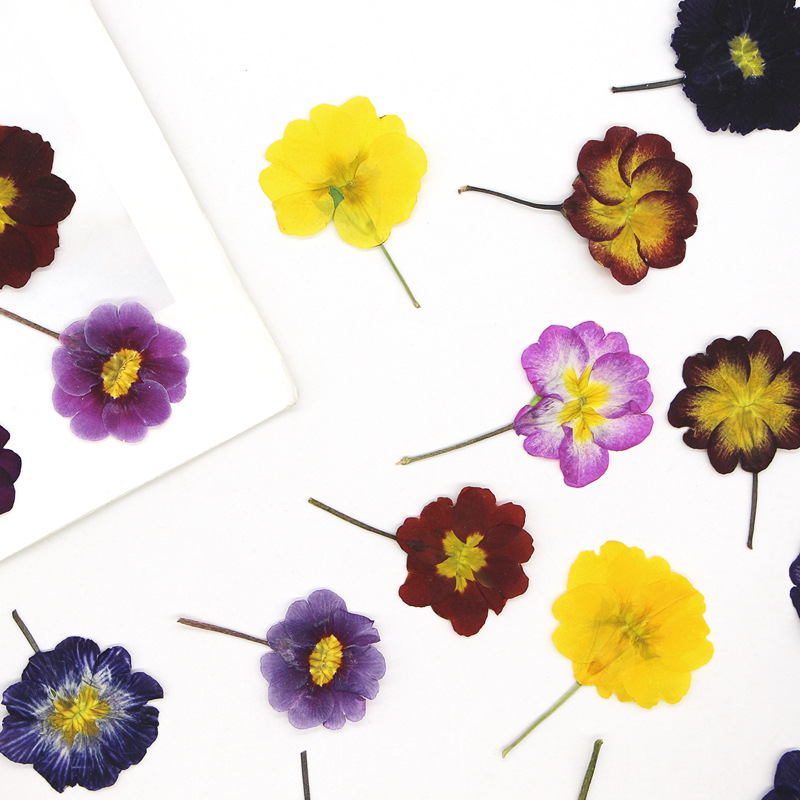 48Pcs European Primrose Teachi - Dried Flower Bookmark ulasan dan harga